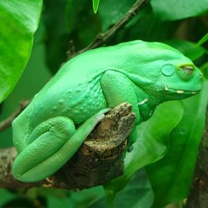 Phyllomedusa sauvagei