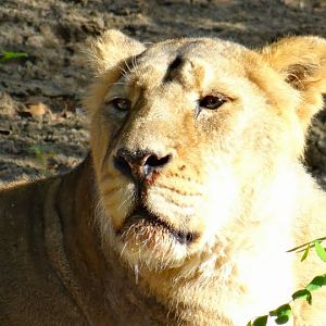 Panthera leo persica