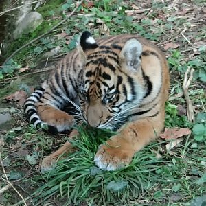 Panthera tigris sumatrae