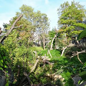 Paddock of Tremarctos ornatus