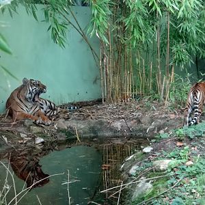 Panthera tigris sumatrae