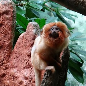 Leontopithecus rosalia rosalia