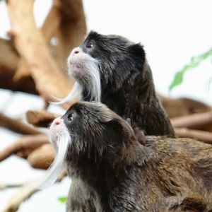 Saguinus imperator subgrisescens