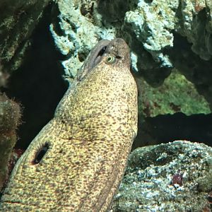 Gymnothorax fimbriatus