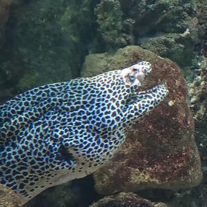 Lycodontis favagineus