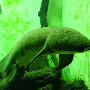 Neoceratodus forsteri