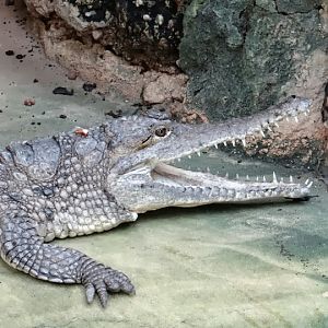 Crocodylus johnsoni