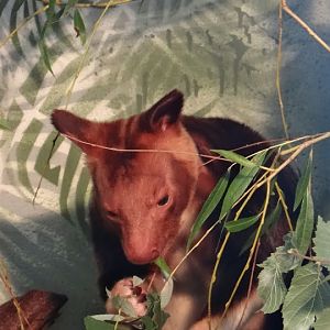 Dendrolagus goodfellowi ( Goodfellow`s Tree Kangaroo )
