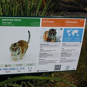 Amur tiger sign 15.9.13