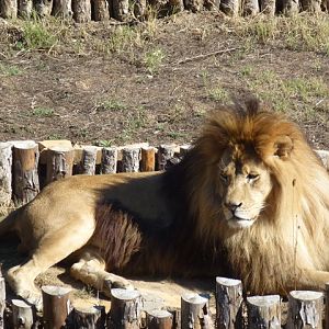 African lion 15.9.13