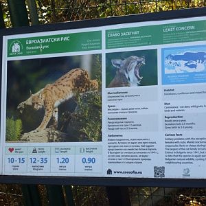 Eurasian Lynx sign 15.9.13