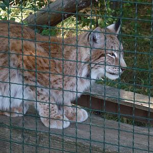 Eurasian Lynx 15.9.13