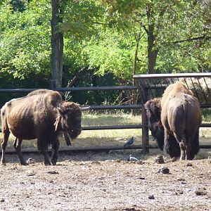 American bison 15.9.13