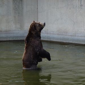Grizzly bear 15.9.13
