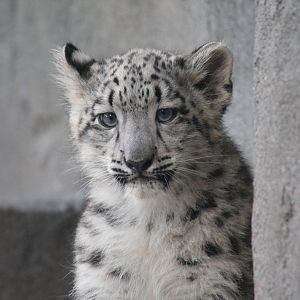 Snow Leopard Cub