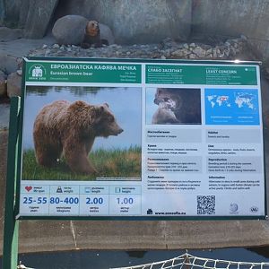 Eurasian brown bear 15.9.13