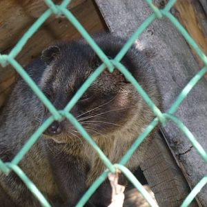 Palm civet 15.9.13