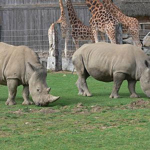 Southern White Rhinos at Flamingo Land, 21/09/13