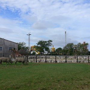 Southern White Rhinos and Rothschild Giraffes at Flamingo Land, 21/09/13