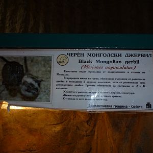 Black Mongolian gerbil sign 15.9.13