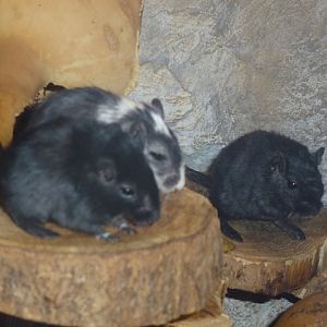 Black Mongolian gerbil 15.9.13