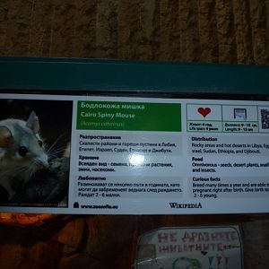Cairo Spiny Mouse sign 15.9.13