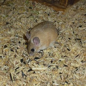 Cairo Spiny Mouse 15.9.13