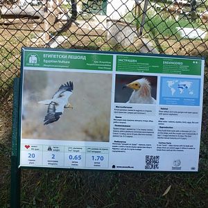 Egyptian Vulture sign 15.9.13