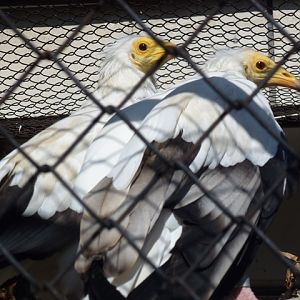 Egyptian Vultures 15.9.13