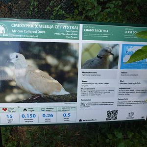 African Collared Dove sign 15.9.13