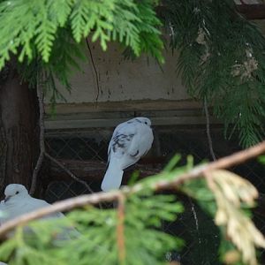 African Collared Dove 15.9.13
