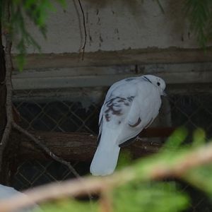 African Collared Dove 15.9.13