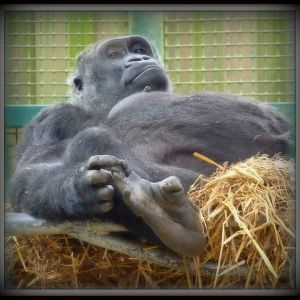 Gorillas 22-09-13