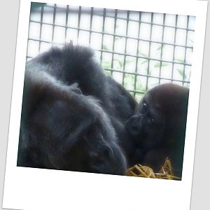 Gorillas 22-09-13