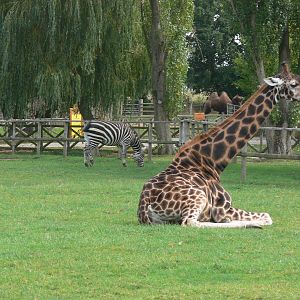 Three species, one photo at Flamingo Land, 21/09/13