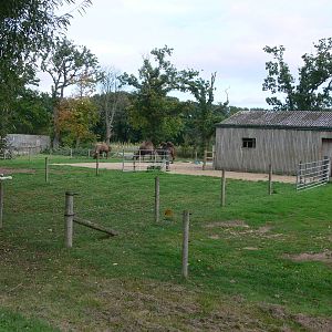 Camel exhibit at Flamingo Land, 21/09/13