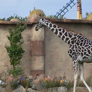 Giraffe and visitors at Flamingo Land, 21/09/13