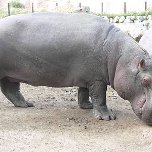 Common Hippo at Flamingo Land, 21/09/13