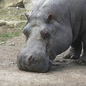 Common Hippo at Flamingo Land, 21/09/13