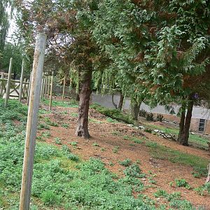 Red Panda exhibit construction at Flamingo Land, 21/09/13