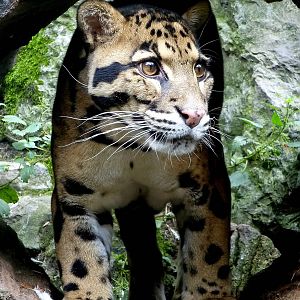 Clouded leopard