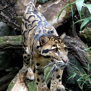 Clouded leopard