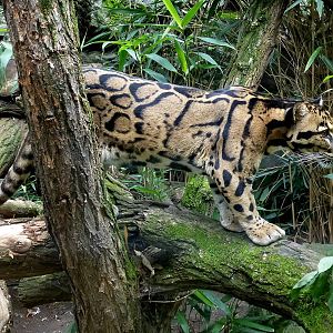 Clouded leopard
