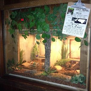 Least Weasel Exhibit