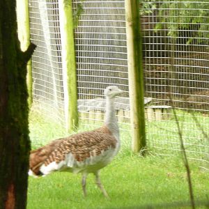 Great bustard