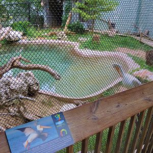 Wildlife Trek - Life in the Water