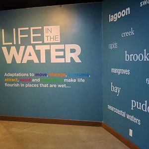 Wildlife Trek - Life in the Water