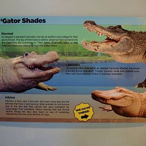 Wildlife Trek - Life in the Water