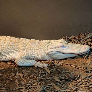 Wildlife Trek - Life in the Water