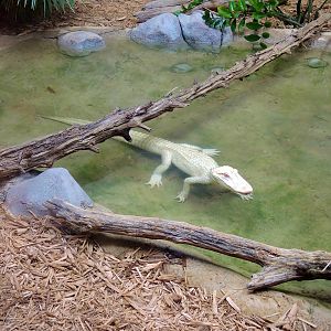 Wildlife Trek - Life in the Water